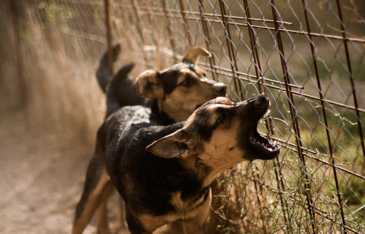 Overlast door blaffende honden: Wat kun je doen?