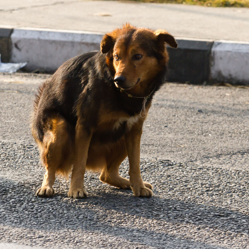 Overlast van een hond in de buurt? Soms is een gesprek al genoeg