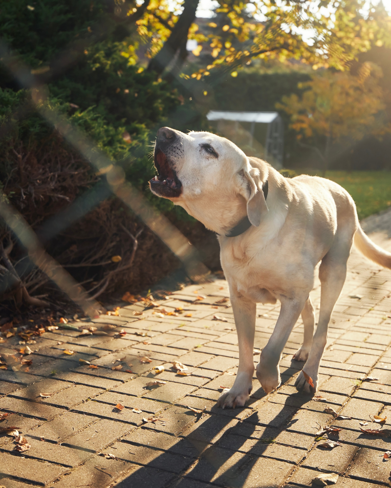 Blaffende hond overlast van de buren? Zo pak je het aan