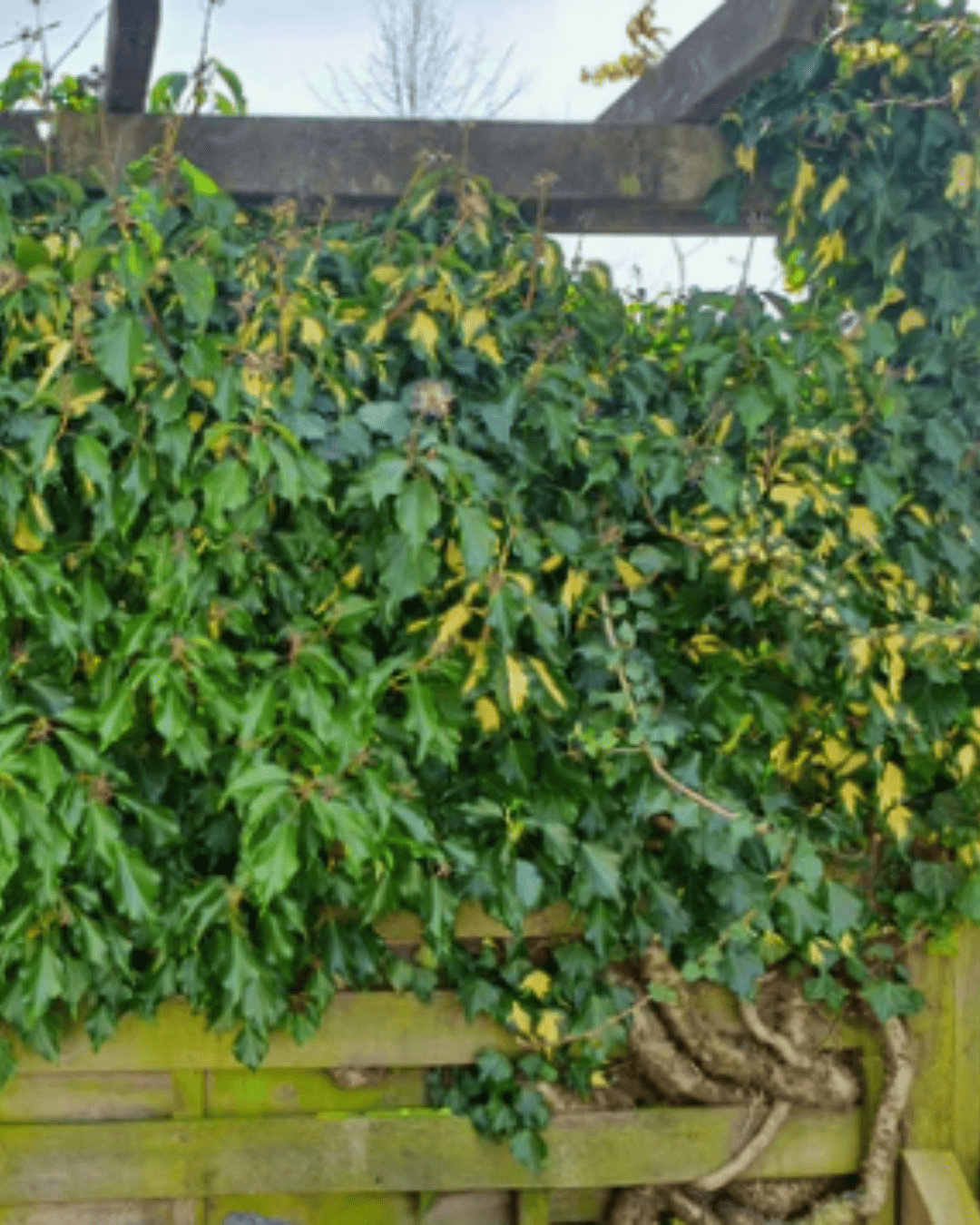 Wanneer groen voor grijze wolken zorgt: een burenconflict over de erfgrens