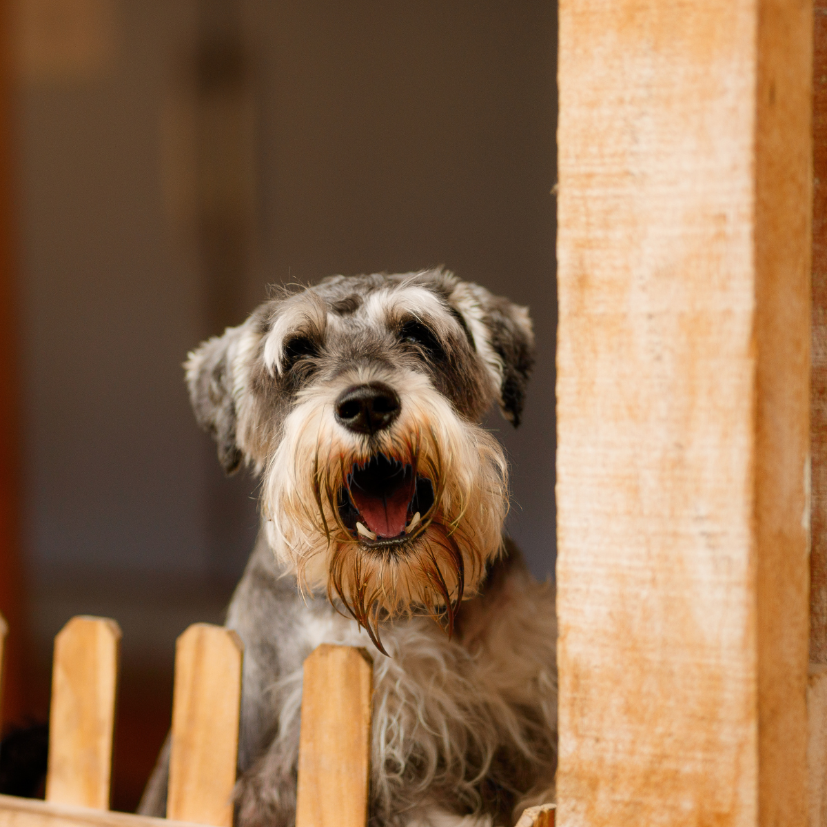 Burenruzie | Burenconflict | Blaffende hond | Buurtbemiddeling | Enschede | Twente